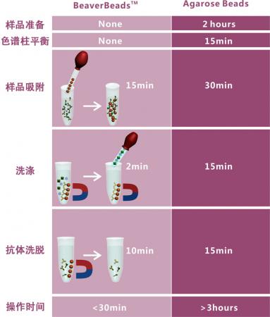 抗体纯化磁珠