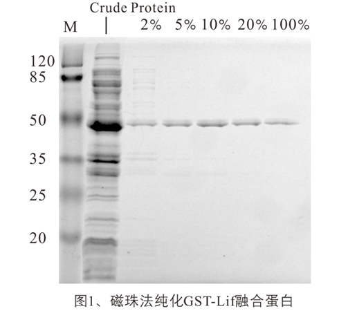 GST融合蛋白纯化磁珠