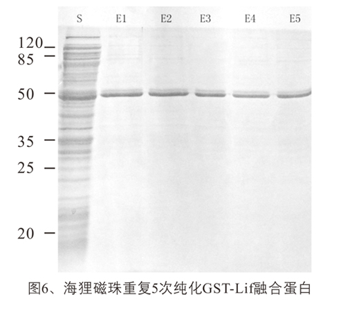 GST融合蛋白纯化磁珠