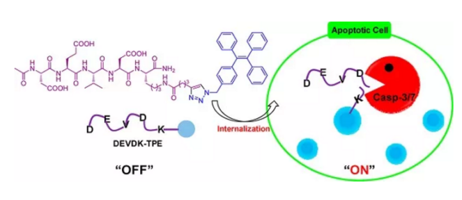 基于多肽功能化修饰的AIE探针TPS-2cRGD与TPE-KDVED-Ac的应用介绍