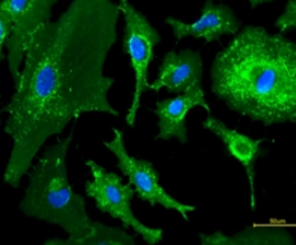 FITC-PHA-L;荧光素标记的菜豆白细胞凝集素(PHA-L)，Fluorescein labeled Phaseolus Vulgaris Leucoagglutinin (PHA-L)