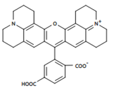 6-羧基-X-罗丹明,6-CARBOXY-X-RHODAMINE/194785-18-7介绍