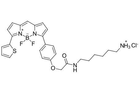 BDP TR amine,cas2183473-18-7，bodipy染料发什么颜色的光