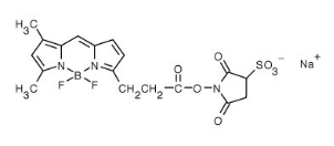 BODIPY FL Sulfonated Succinimidyl Ester|胺反应性BODIPY®FL磺基琥珀酰亚胺酯