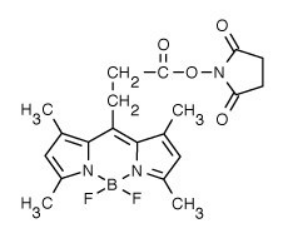 BODIPY 493/503 NHS 酯（琥珀酰亚胺酯）|BODIPY类氟化硼二吡咯类荧光染料| 提供