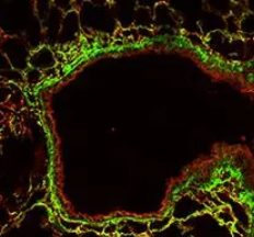 MAL II,怀槐凝集素II(MAL II)，Unconjugated Maackia Amurensis Lectin II (MAL II)