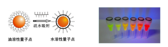 羧基水溶性量子点ZnCdSe/ZnSDots-COOH|CdTe/CdSDots-COOH|CdSDots-COOH|CdTeDots-COOH|Ag2SDots-COOH