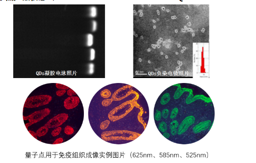 羧基水溶性量子点ZnCdSe/ZnSDots-COOH|CdTe/CdSDots-COOH|CdSDots-COOH|CdTeDots-COOH|Ag2SDots-COOH