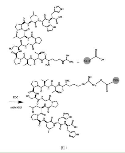 CLV3十二肽修饰CdTe碲化镉近红外二区量子点|定制供应