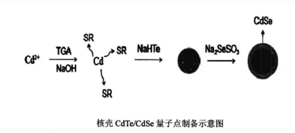 水溶性碲化镉硒/硫化锌量子点（CdSeTe/ZnS）表面为羧基，含PEG链，