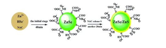 巯基修饰CdSe/ZnS量子点的制备方法(量子点荧光发射峰主要分布在470-570nm之间)