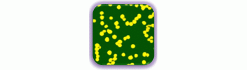 Gold Nanoparticles, 5 nm, 0.01% Au           Cat. No. GP01-5-100     5 nm    100 mL