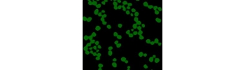 Silica Particles, aqueous suspension           Cat. No. Si01-50-1     50 nm    1 mL