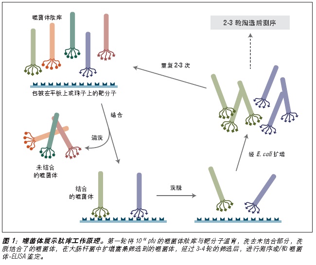 Ph.D.-12 噬菌体展示肽库            货   号                  #E8111L