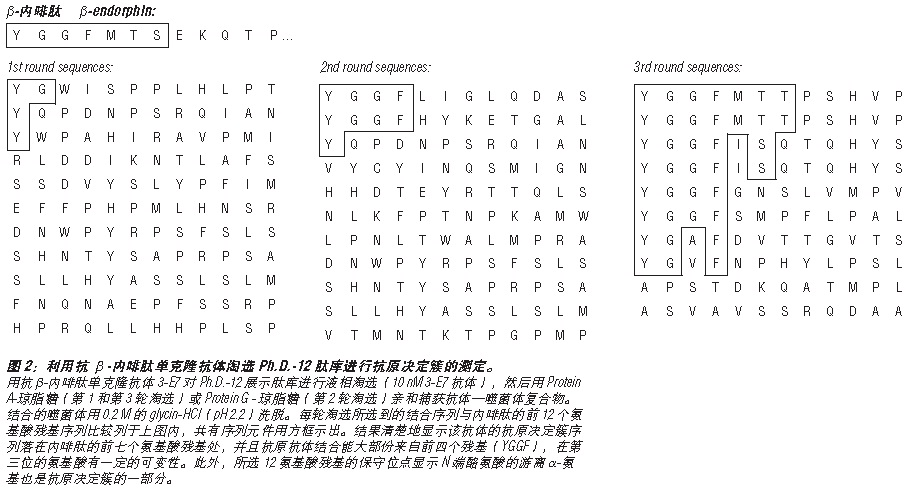 Ph.D.-12 噬菌体展示肽库            货   号                  #E8111L