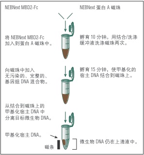 NEBNext 微生物 DNA 富集试剂盒            货   号                  #E2612L