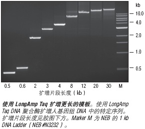 LongAmp® Taq PCR 试剂盒                 货   号                  #E5200S